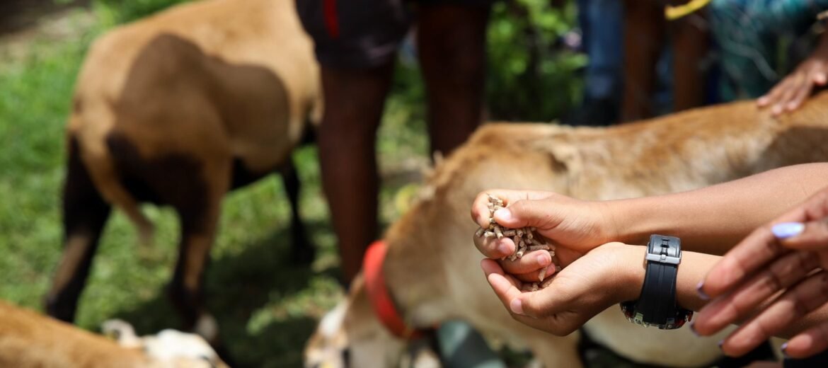 Ferme Eco - LPFE (La Ptite Ferme Eco) , 1ère ferme agricole socio-pédagogique de la Martinique. Centre en nature, Centre de loisirs, Nature Ludique, Vendredis Séniors, ...